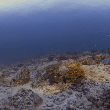 Sunlit Reef Fish Assemblage