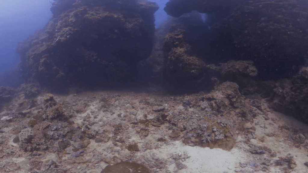 Reef Crevices: Secrets of the Deep