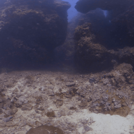 Reef Crevices: Secrets of the Deep
