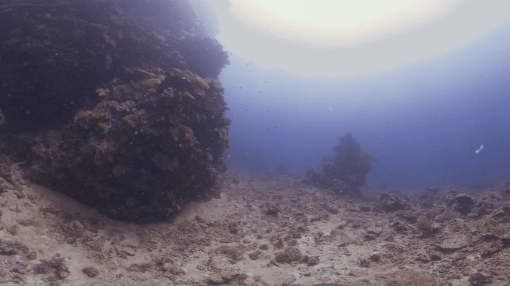 Reef Crevices: A Hidden World