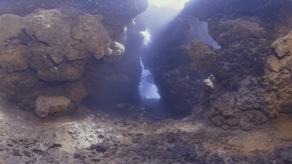 Sunlit Reef Crevices
