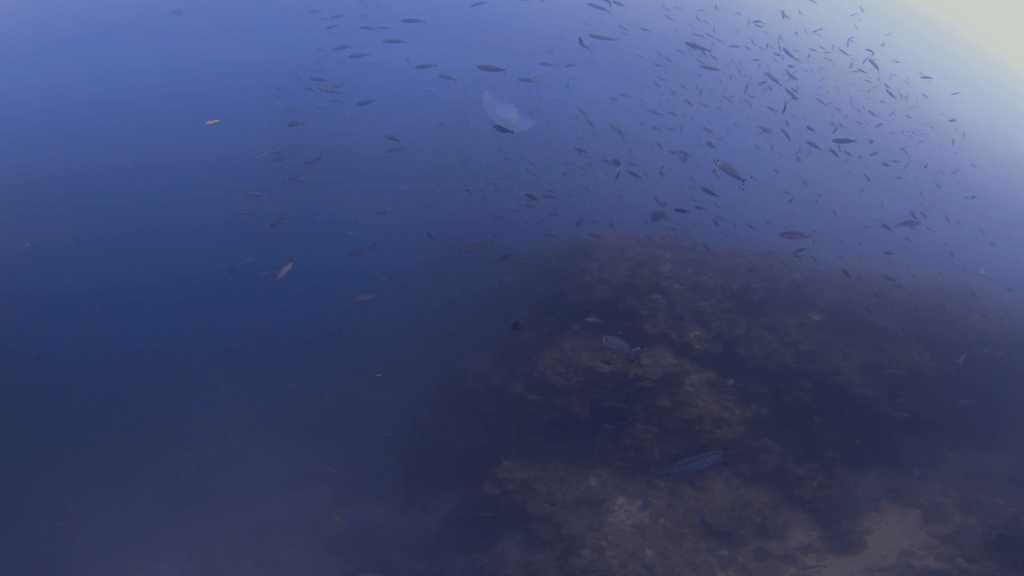 Jellyfish Bloom Amidst Reef Life