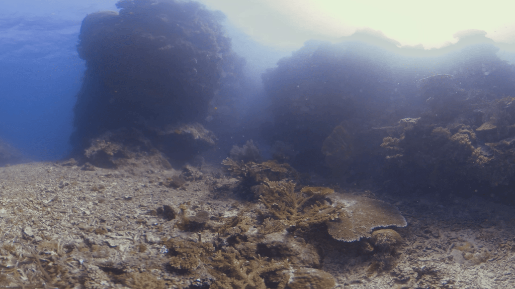 Sunlit Reef Canyons