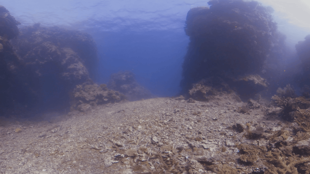 Reef Canyons: Sunlit Depths