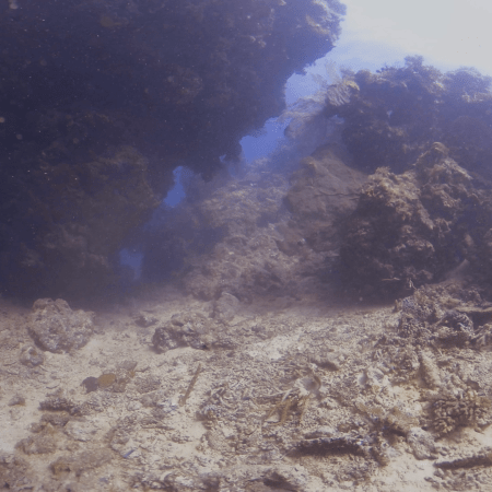 Sunlit Canyon Reefscape