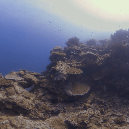 Coral Encrusted Pinnacle Reef