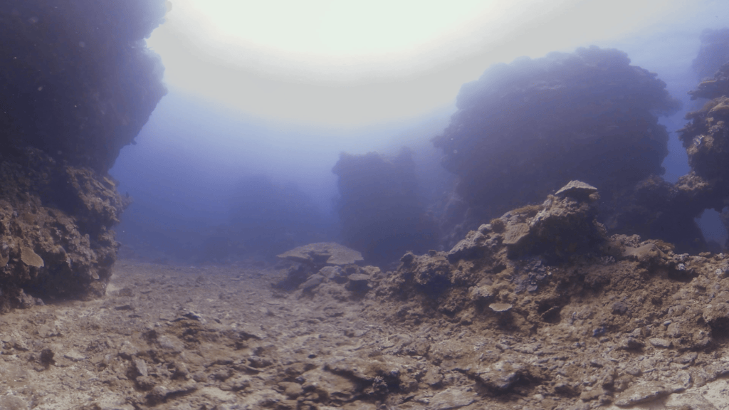 Coral Labyrinth: Secrets of the Reef