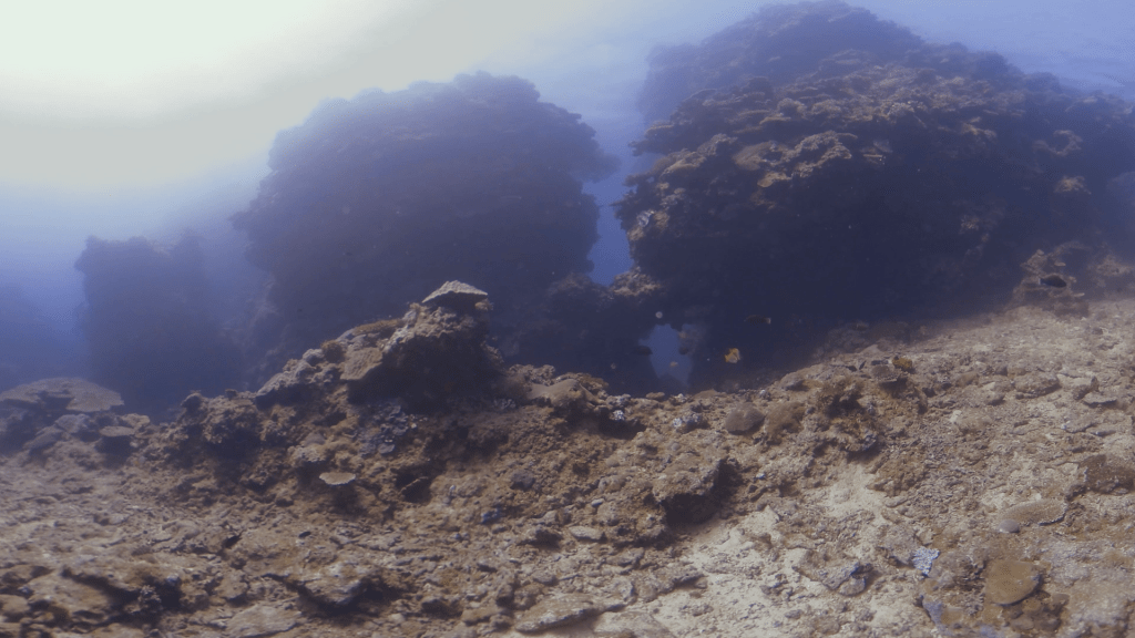 Reef Crevices: A Glimpse Inside
