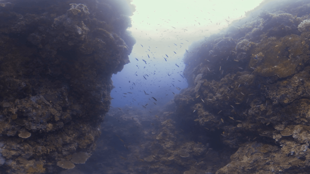 Reef Canyon Passage