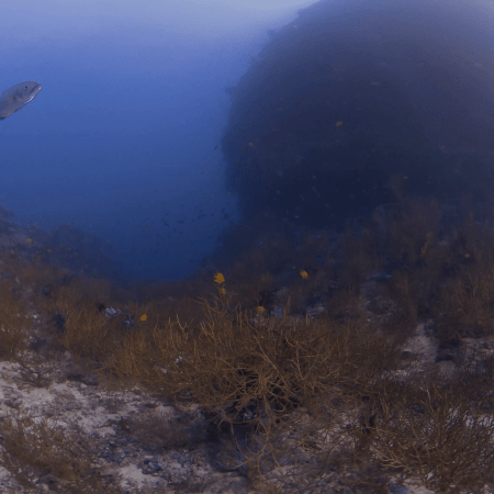 Trevally Patrols Reef Pinnacle with Black Coral