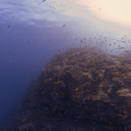 Sunlit Pinnacle: Trevallies & Reef Fish Ascend