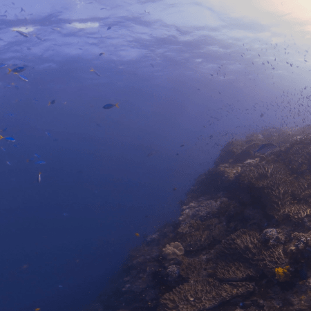 Sunlit Reef Slope Teeming with Fish Life