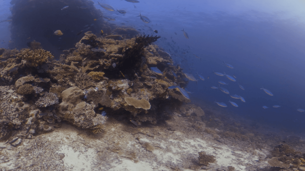 Vibrant Reefscape: Fish Frenzy