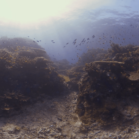 Sunlit Coral Reef Haven