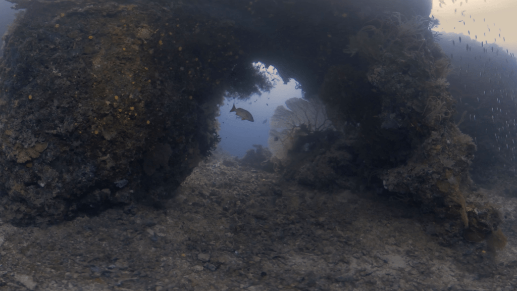 Coral Arch Swimthrough