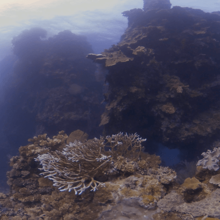 Coral Pinnacle Majesty