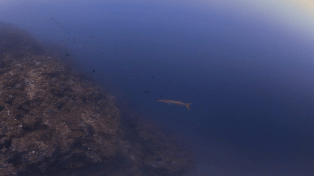 Barracuda's Reef Domain