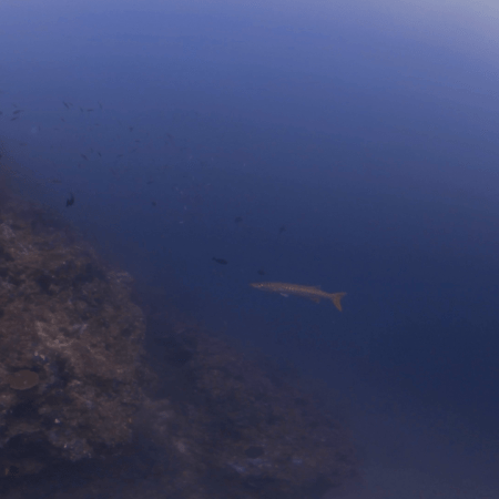 Barracuda's Reef Domain