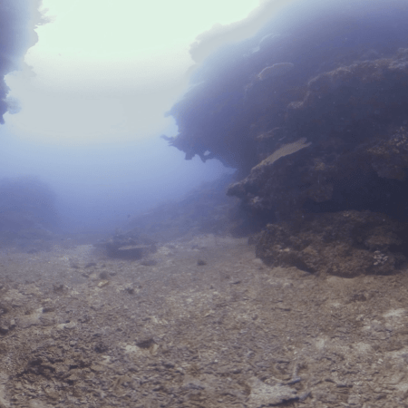 Reef Canyons: Fish Hideaway