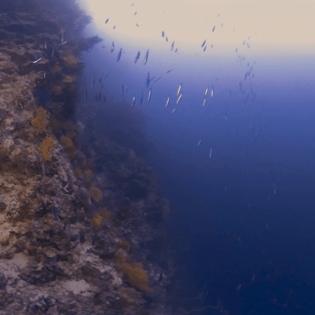 Soft Coral Wall: A Vibrant Dive