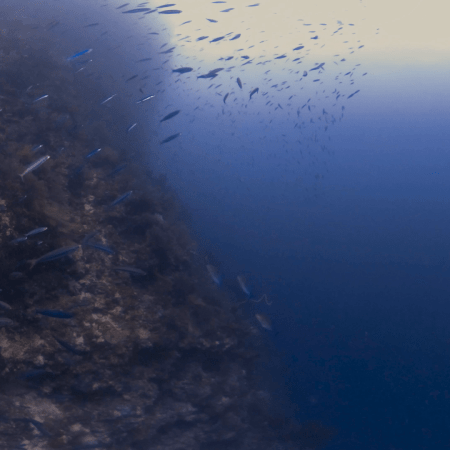 Pinnacle's Edge: Azure Schooling