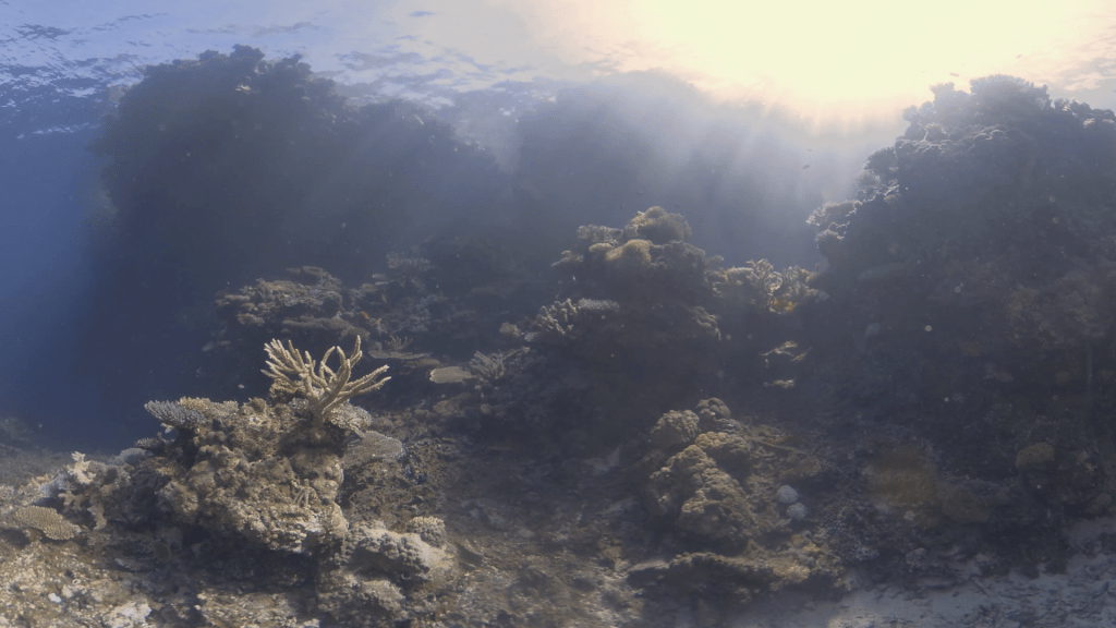 Sunlit Coral Labyrinth