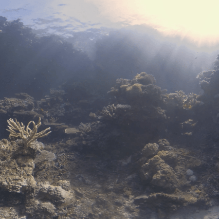 Sunlit Coral Labyrinth