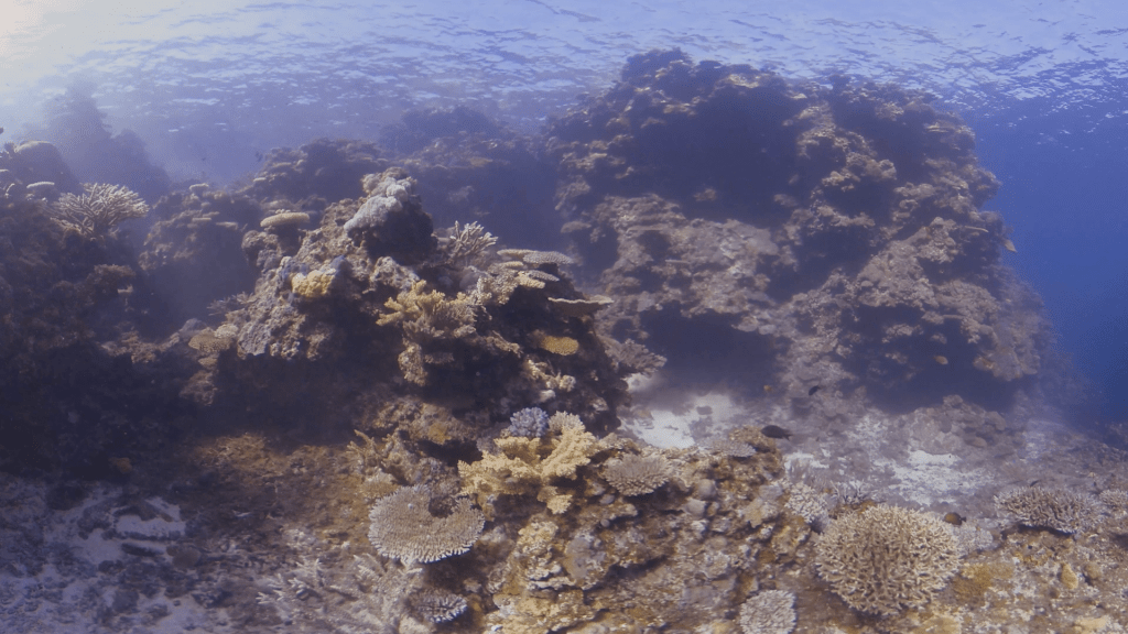 Sunlit Coral Reefscape
