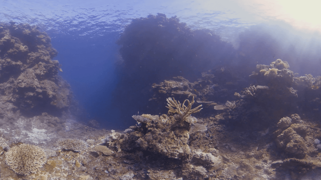 Sunlit Coral Sanctuary
