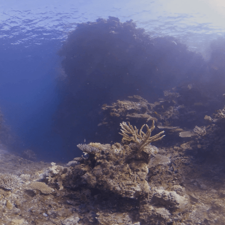 Sunlit Coral Sanctuary