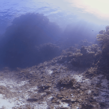 Sunlit Coral Pillars: Reef Radiance