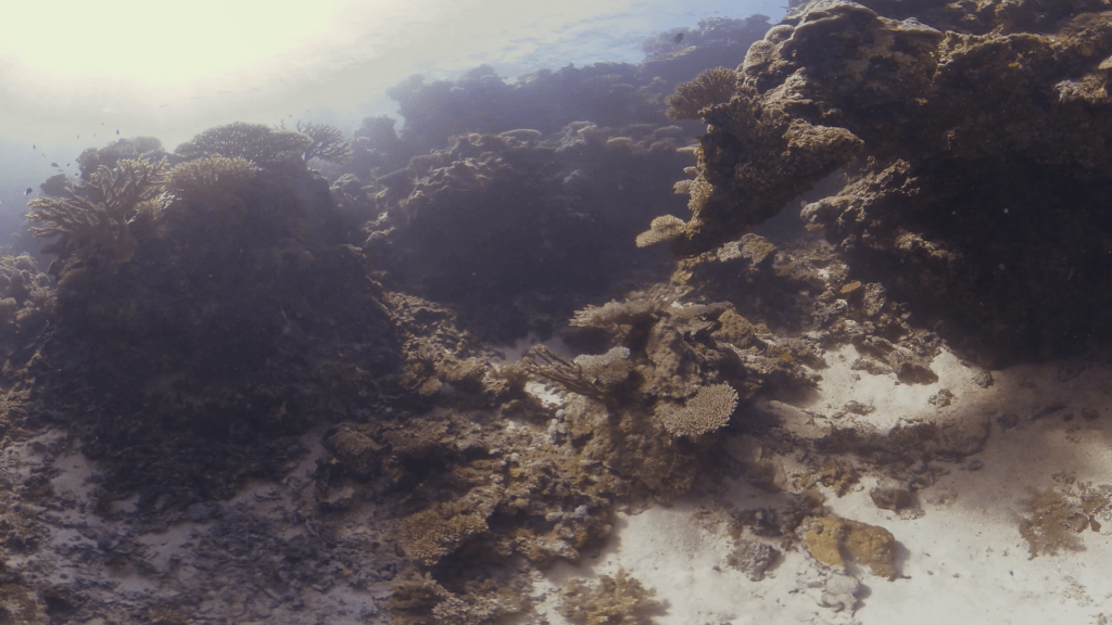 Sunlit Coral City