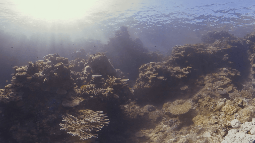 Sunlit Coral Reef Panorama