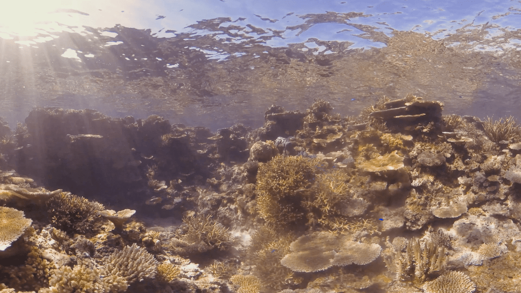 Coral Fortress: Sunlit Reef Haven
