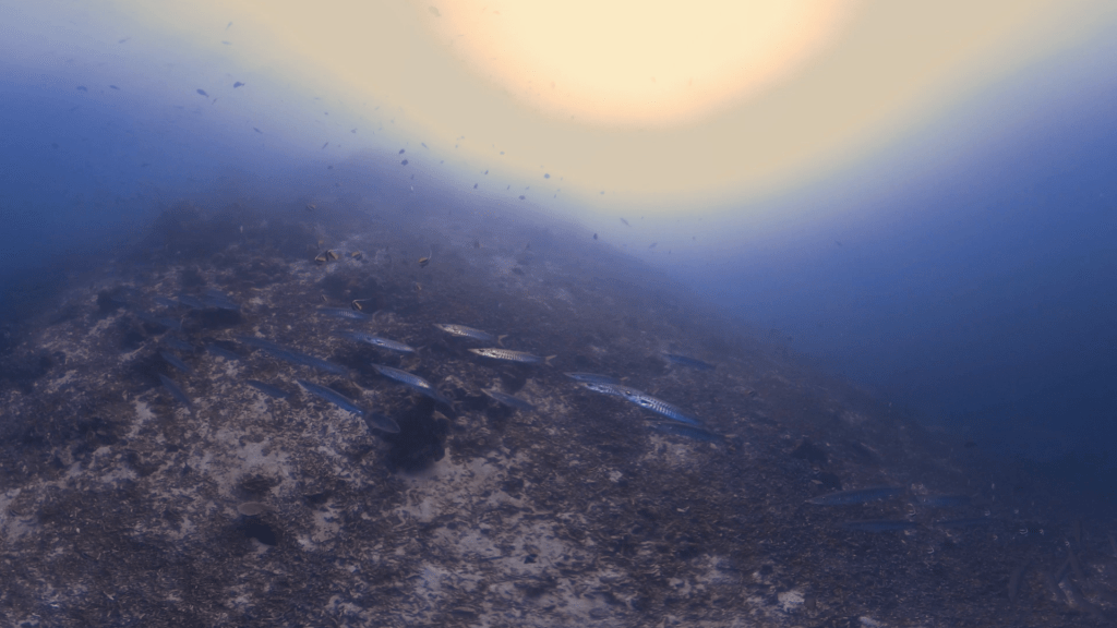 Barracuda School Over Coral Pinnacle