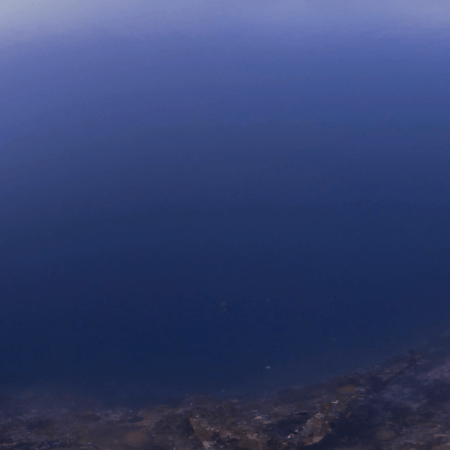 Deep Reef Abyss Contemplation