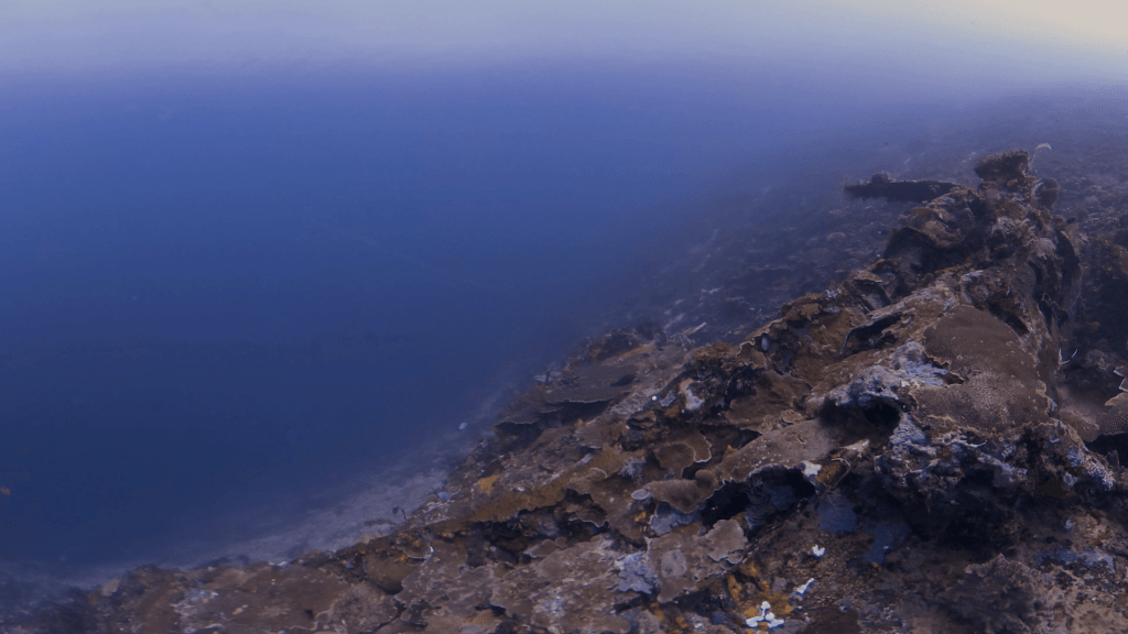 Deep Coral Wall Perspective