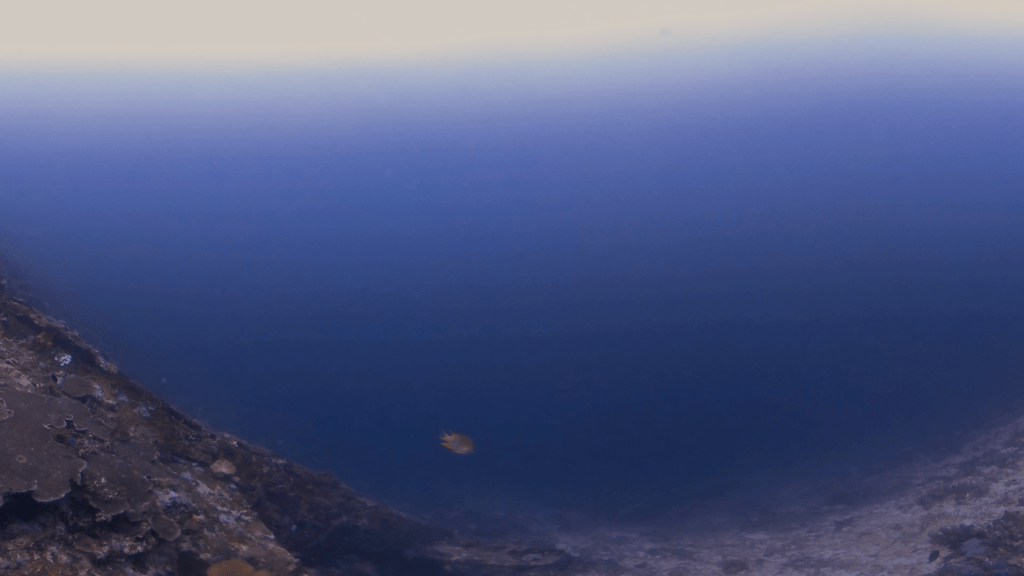 Abyssal Reef Edge Descending