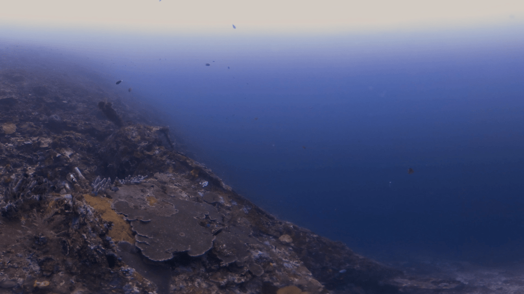 Vivid Reef Slope: Pelagic Passage