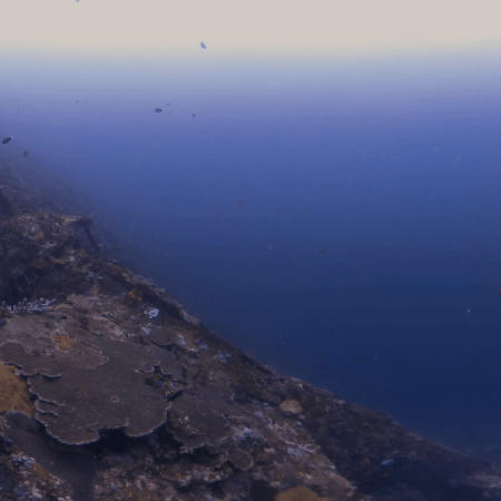 Vivid Reef Slope: Pelagic Passage