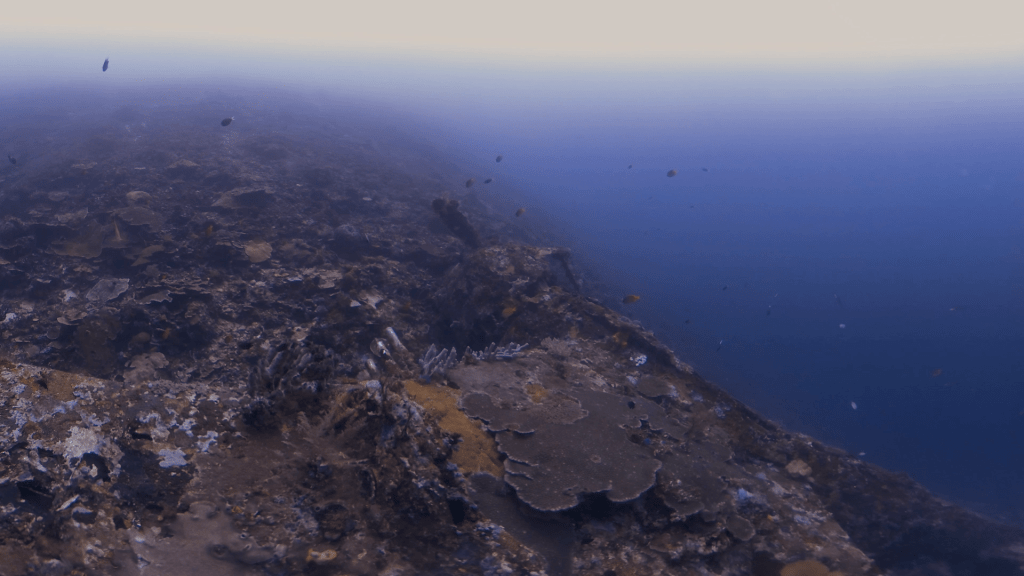 Coral Ledge to Deep Blue: Reef Fish Sanctuary