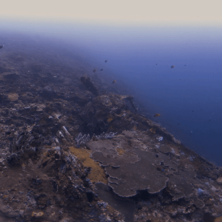 Coral Ledge to Deep Blue: Reef Fish Sanctuary