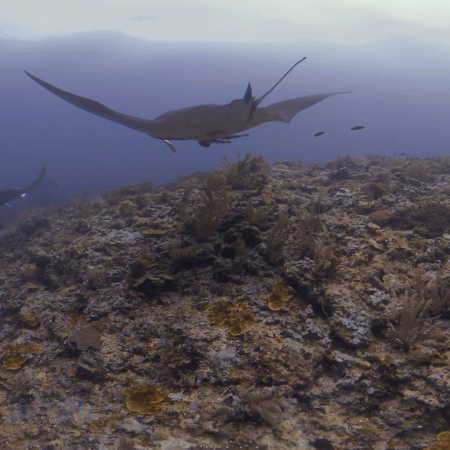 Giant Mantas Circle Cleaning Pinnacle