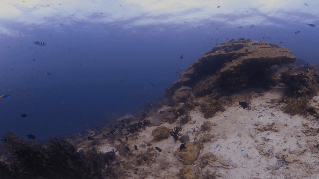 Reef Crest Pelagic Interface