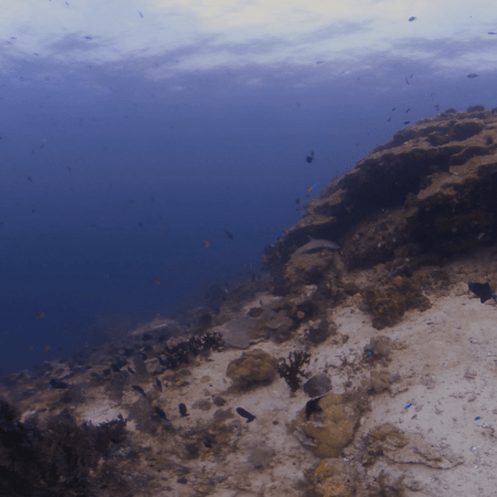 Reef Crest Pelagic Interface