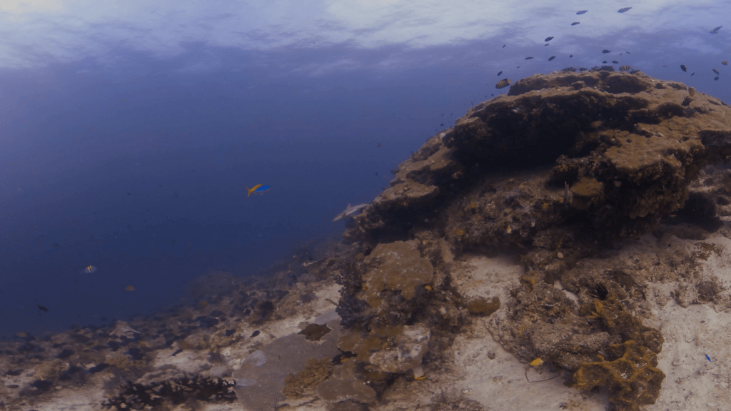 Tropical Reef Ecosystem, Abundant Fish Life