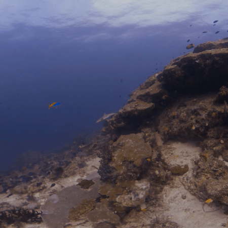 Tropical Reef Ecosystem, Abundant Fish Life