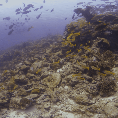 Golden Snapper Cascade on Reef Pinnacle