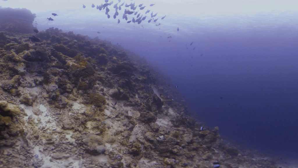 Surgeonfish Swirl Over Reef Crest Drop-off
