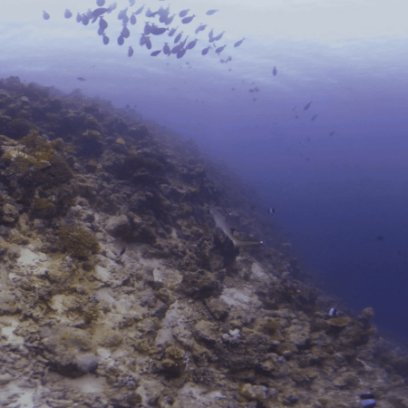 Surgeonfish Swirl Over Reef Crest Drop-off